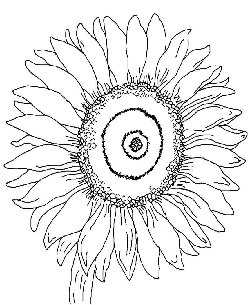 1665165542 49 Dibujos de Girasol para Colorear 8211 100 imagenes para imprimir - Dibujo imágenes - 1665165542 49 Dibujos de Girasol para Colorear 8211 100 imagenes para imprimir 1665165542 49 Dibujos de Girasol para Colorear 8211 100 imagenes para imprimir
