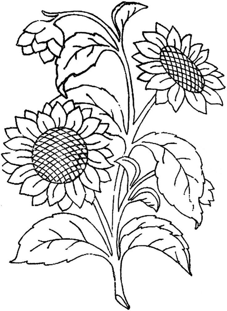 1665165559 907 Dibujos de Girasol para Colorear 8211 100 imagenes para imprimir - Dibujo imágenes - 1665165559 907 Dibujos de Girasol para Colorear 8211 100 imagenes para imprimir 1665165559 907 Dibujos de Girasol para Colorear 8211 100 imagenes para imprimir