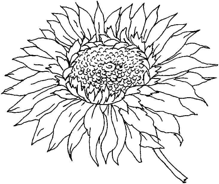 1665165561 645 Dibujos de Girasol para Colorear 8211 100 imagenes para imprimir - Dibujo imágenes - 1665165561 645 Dibujos de Girasol para Colorear 8211 100 imagenes para imprimir 1665165561 645 Dibujos de Girasol para Colorear 8211 100 imagenes para imprimir