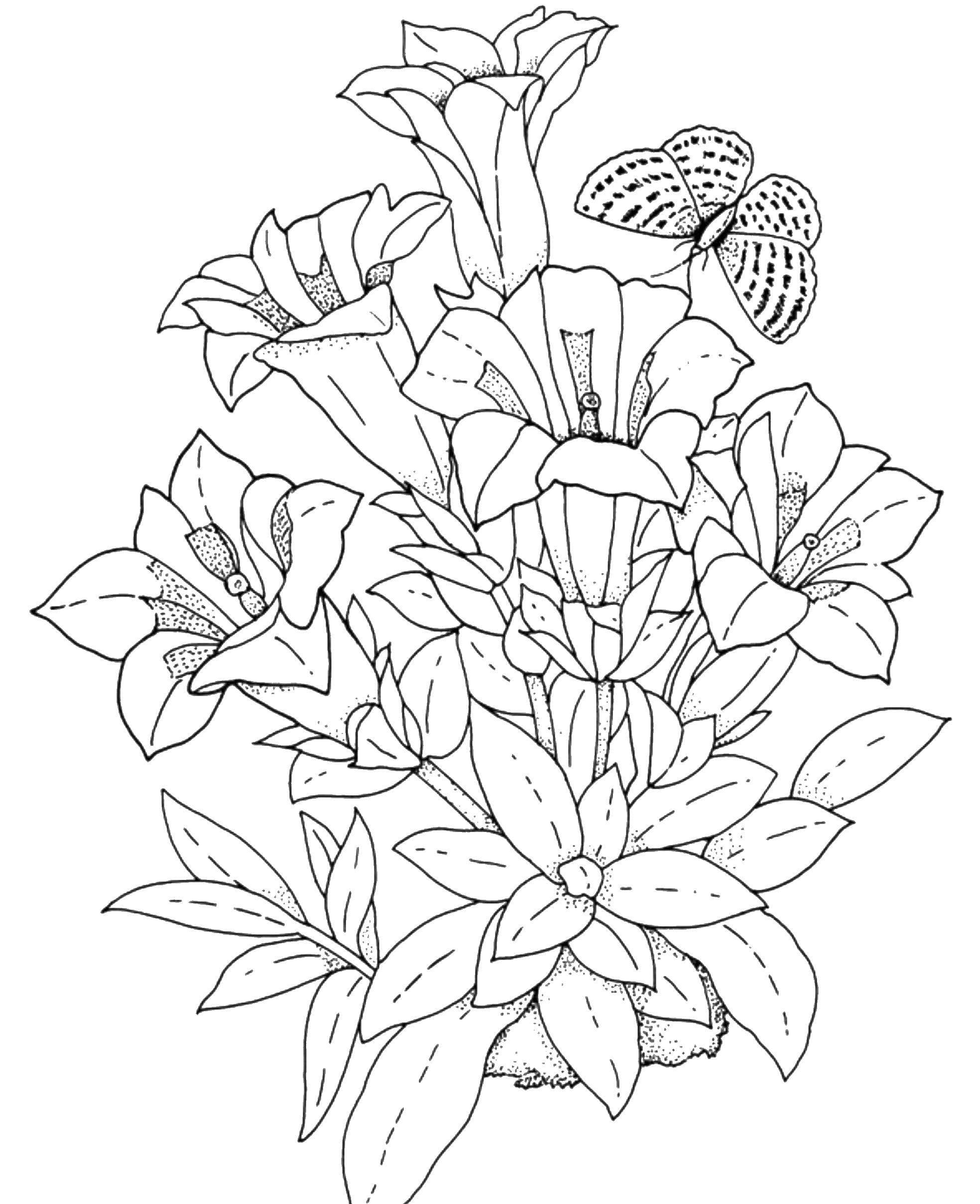 1665166679 870 Dibujos de Flores para Colorear para Adultos 8211 100 imagenes