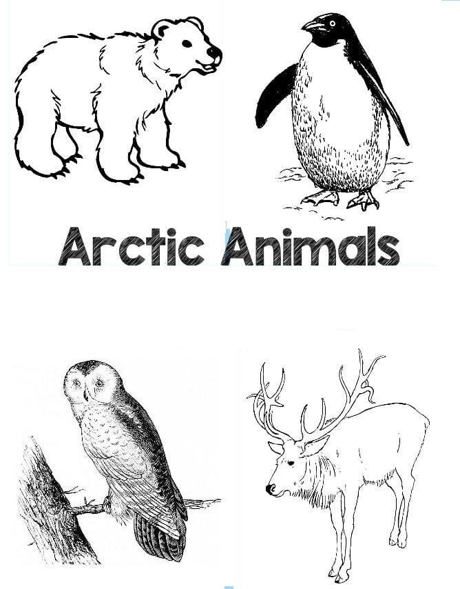Dibujos de Animales del Ártico para Colorear - 100 imágenes para imprimir gratis