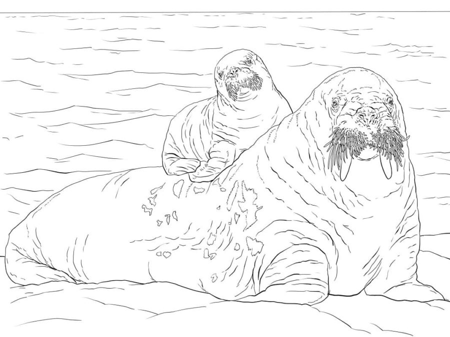 Dibujos de Animales del Ártico para Colorear - 100 imágenes para imprimir gratis
